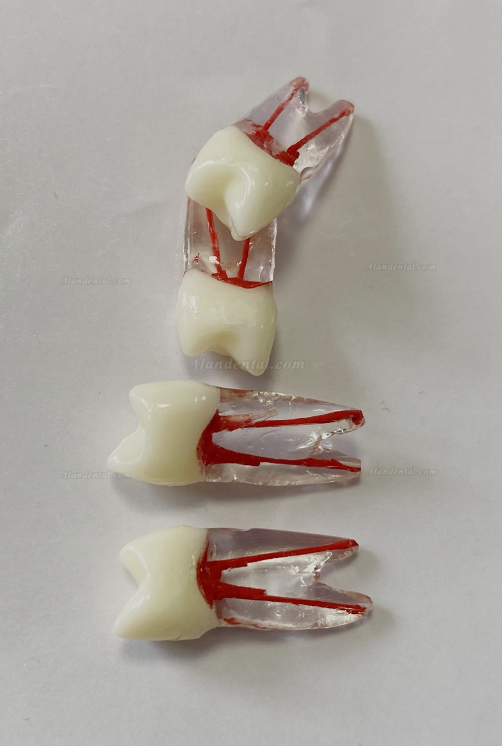 Dental Teeth Model Endo Files Practise Molar Upper Lower Tooth Premolar Root 2/3-Rooted Canal